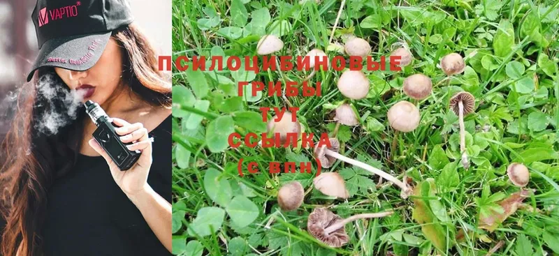 Псилоцибиновые грибы Psilocybe  где продают наркотики  Каменногорск 